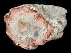 Petrified Wood Limb Slice - Madagascar #4350-1